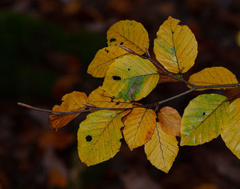 Close-up of yellow maple leaves