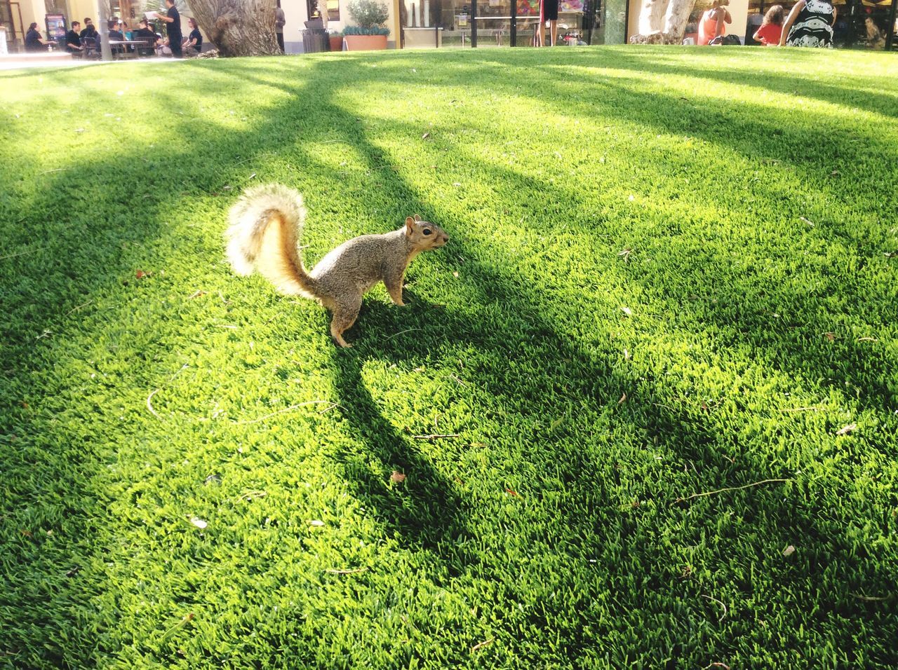 grass, green color, animal themes, bird, grassy, field, wildlife, animals in the wild, one animal, lawn, nature, park - man made space, outdoors, high angle view, shadow, day, full length, sunlight, grassland, growth