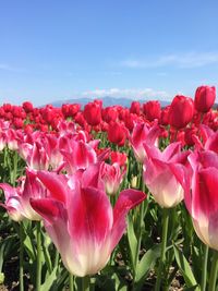 Close-up of pink flowering plants on field