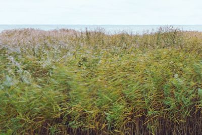 Plants growing on beach