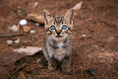 Portrait of kitten on field