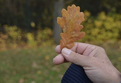 Cropped hand of man holding autumn leaf against plants