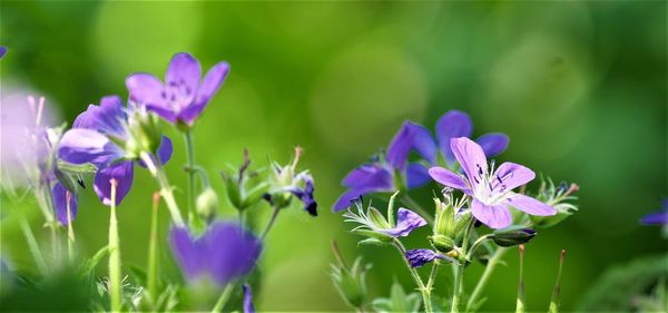 Close-up of purple flowering plants on field