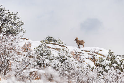 View of an animal on snow covered landscape