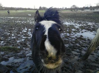 Horse on field against sky