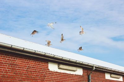 Low angle view of birds flying against sky