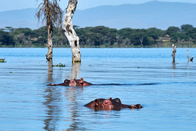 View of ducks swimming in lake