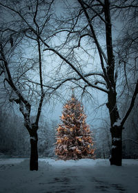 Bare trees on snow covered land during winter