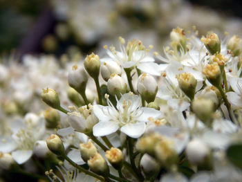 Close-up of white flowers blooming at park