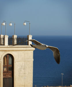 Seagull flying over sea against clear sky