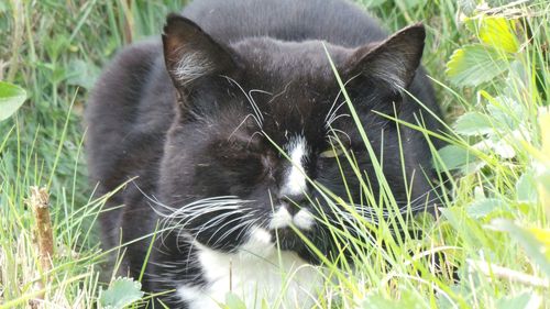 Close-up of cat on grass