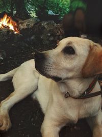 Close-up of dog looking away