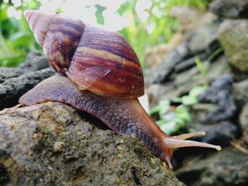 Close-up of snail