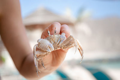 Close-up of hand holding crab