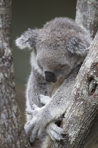 Close-up of animal sleeping on tree trunk