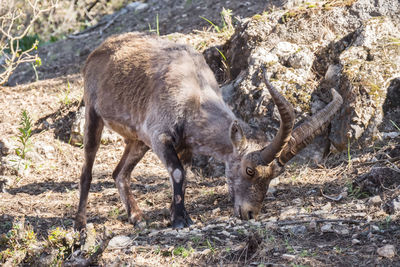 Deer standing on rock