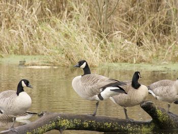 Ducks on lake