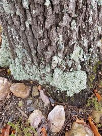 Close-up of tree trunk