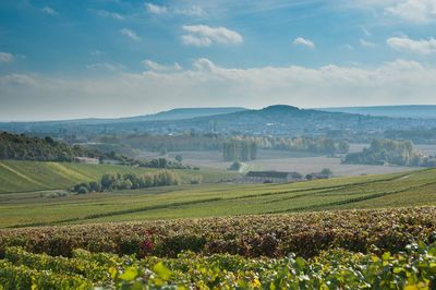 Scenic view of vineyard against sky