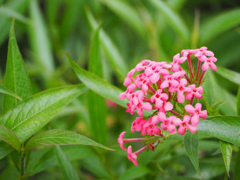 Close-up of pink flowers blooming outdoors