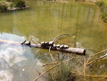 High angle view of crab on lake