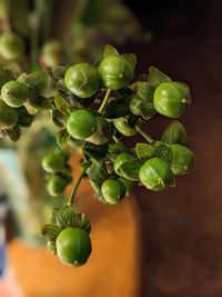 Close-up of plant