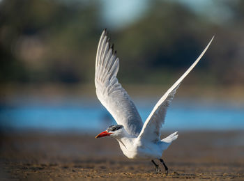 Seagull flying