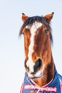 A portrait of a horse dressed in a blue rug - a covering that protects the horse from the cold. 