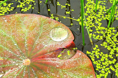 High angle view of flowering plant floating on water