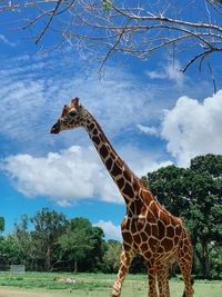 Low angle view of giraffe on field against sky. calauit coron palawan philippines