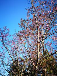 Low angle view of tree against clear sky