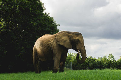 View of elephant on field against sky