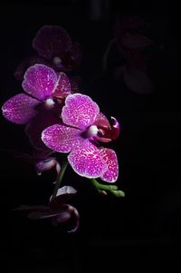 Close-up of purple flowers