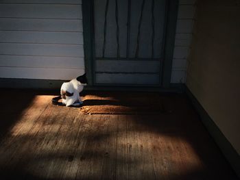 Cat sitting outside house