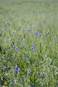 High angle view of purple flowering plants on field