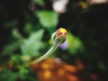 Close-up of plant