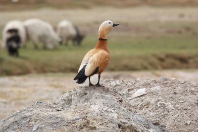 Close-up of bird perching outdoors