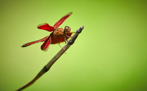 Close-up of insect on flower