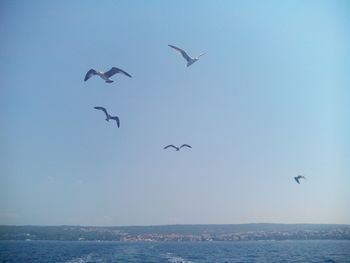 Seagulls flying over sea against sky