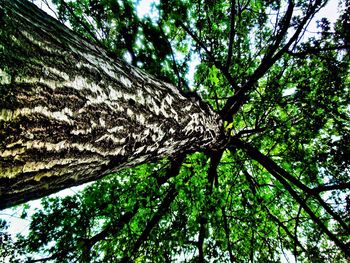 Low angle view of trees