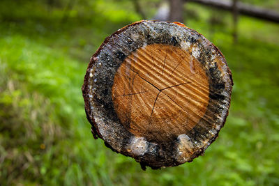 Close-up of shell on wood in forest