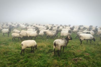 Sheep grazing on field against clear sky