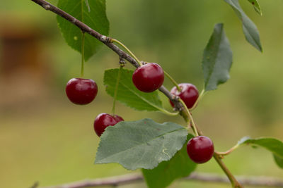 Close-up of red berries growing on tree