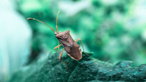 Close-up of insect on leaf