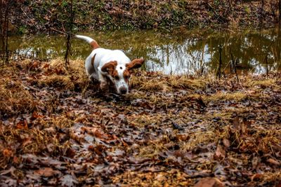 Dog running in a forest