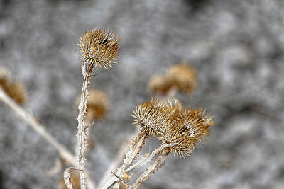 Close-up of thistle against blurred background