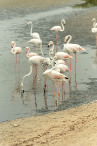 Flock of birds on beach