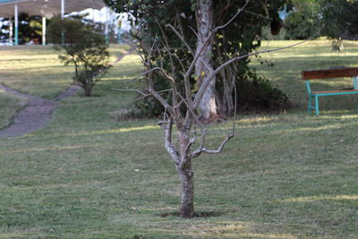 Bare tree in field