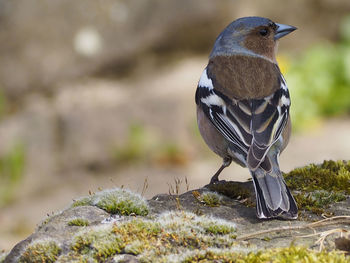 Close-up of bird perching on rock