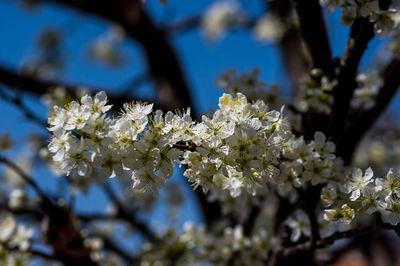 Close-up of white cherry blossom tree